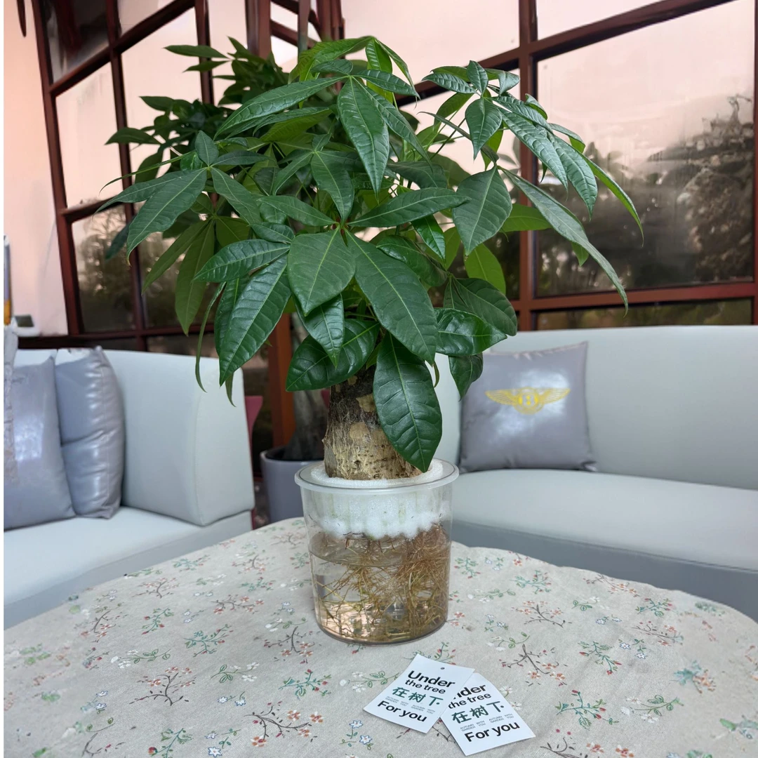 联合盛发财树水培发财树盆栽室内办公室好养绿植四季常青吸甲醛