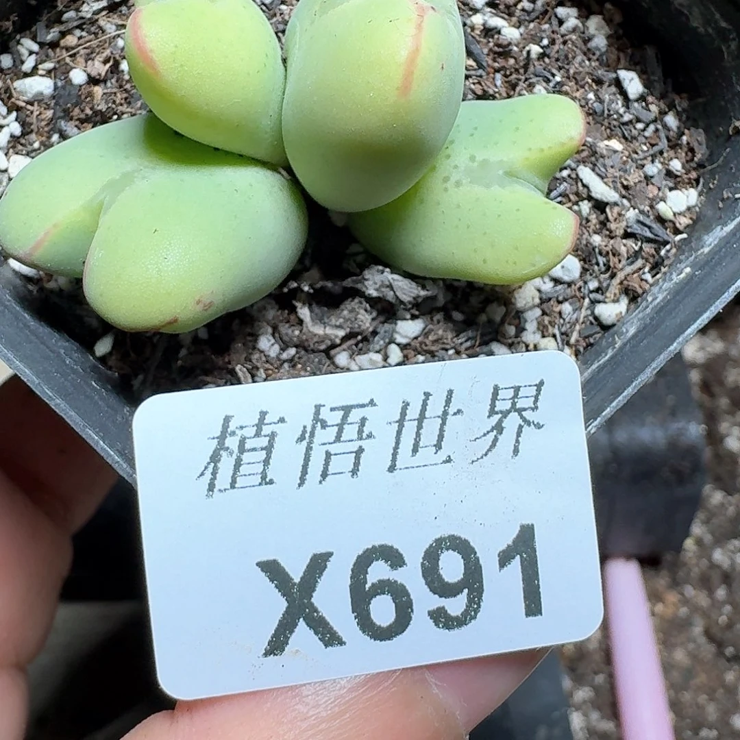 691盒的的多肉植物哇