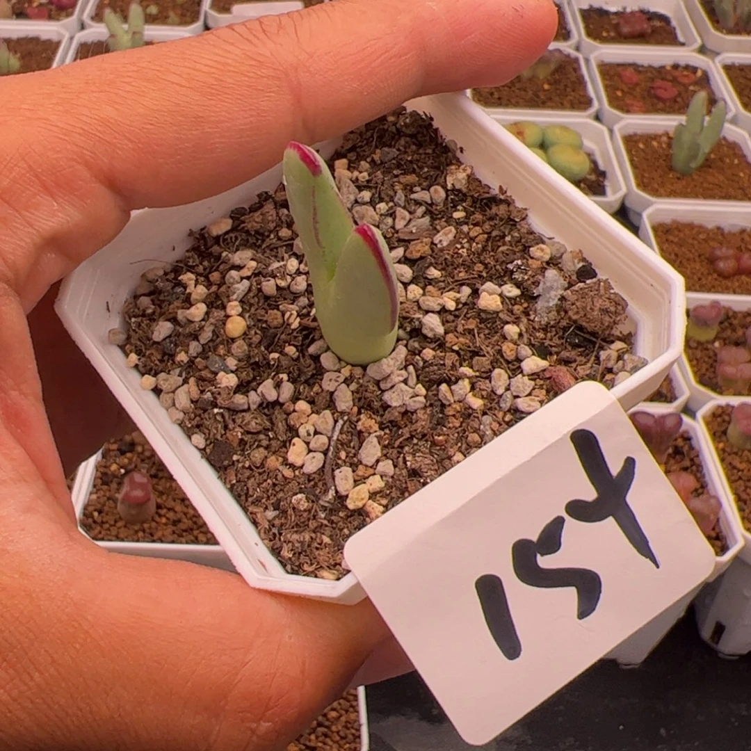 6.3皮卡丘多肉植物154
