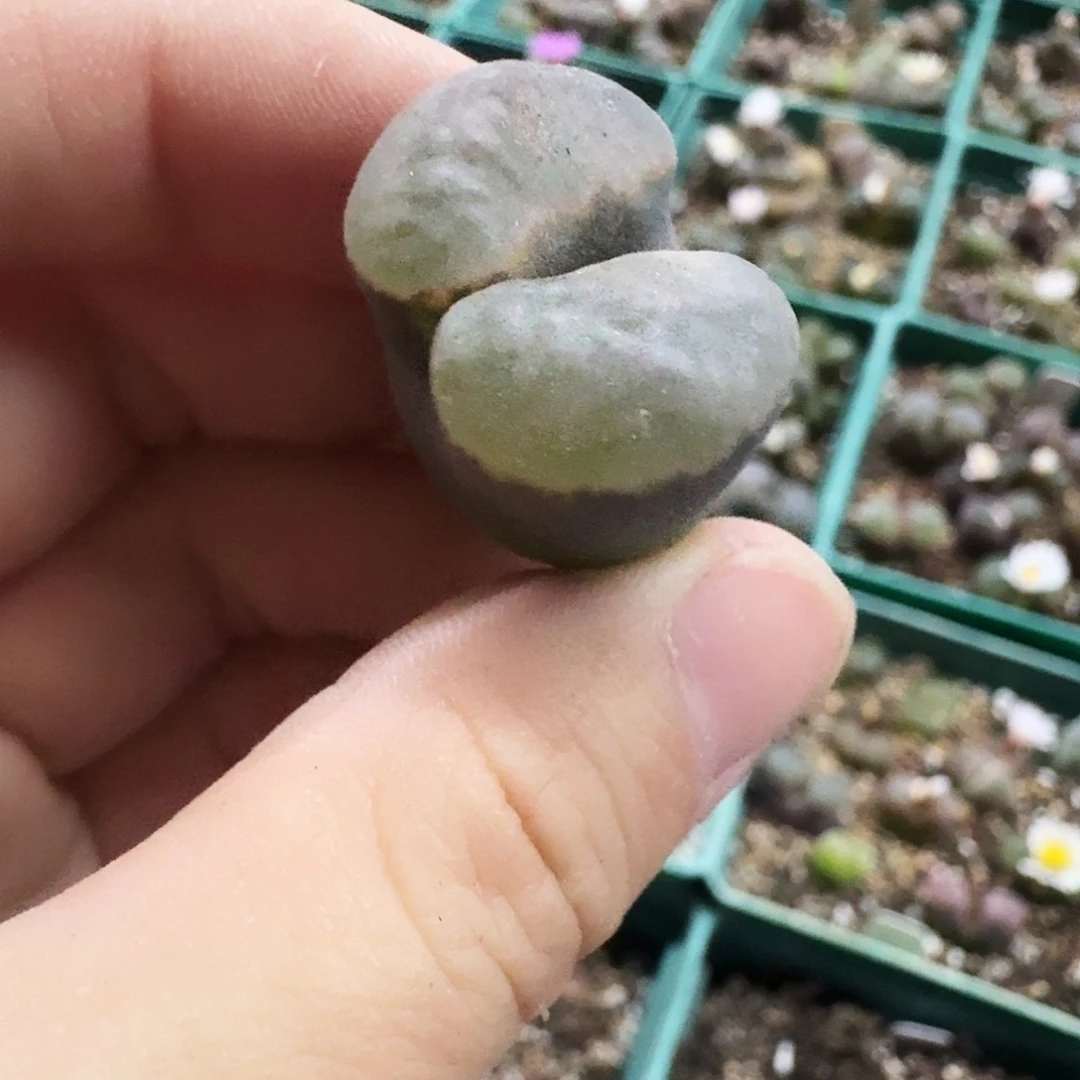 戏***人多肉植物福利风铃221