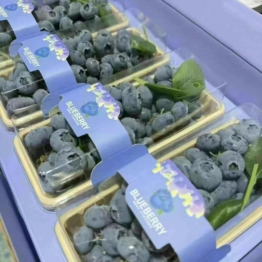 品质串串带枝蓝莓4盒1 水果礼盒装约1.1kg/盒四川省