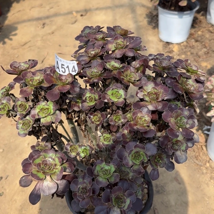 红酒圆叶……多肉植物……