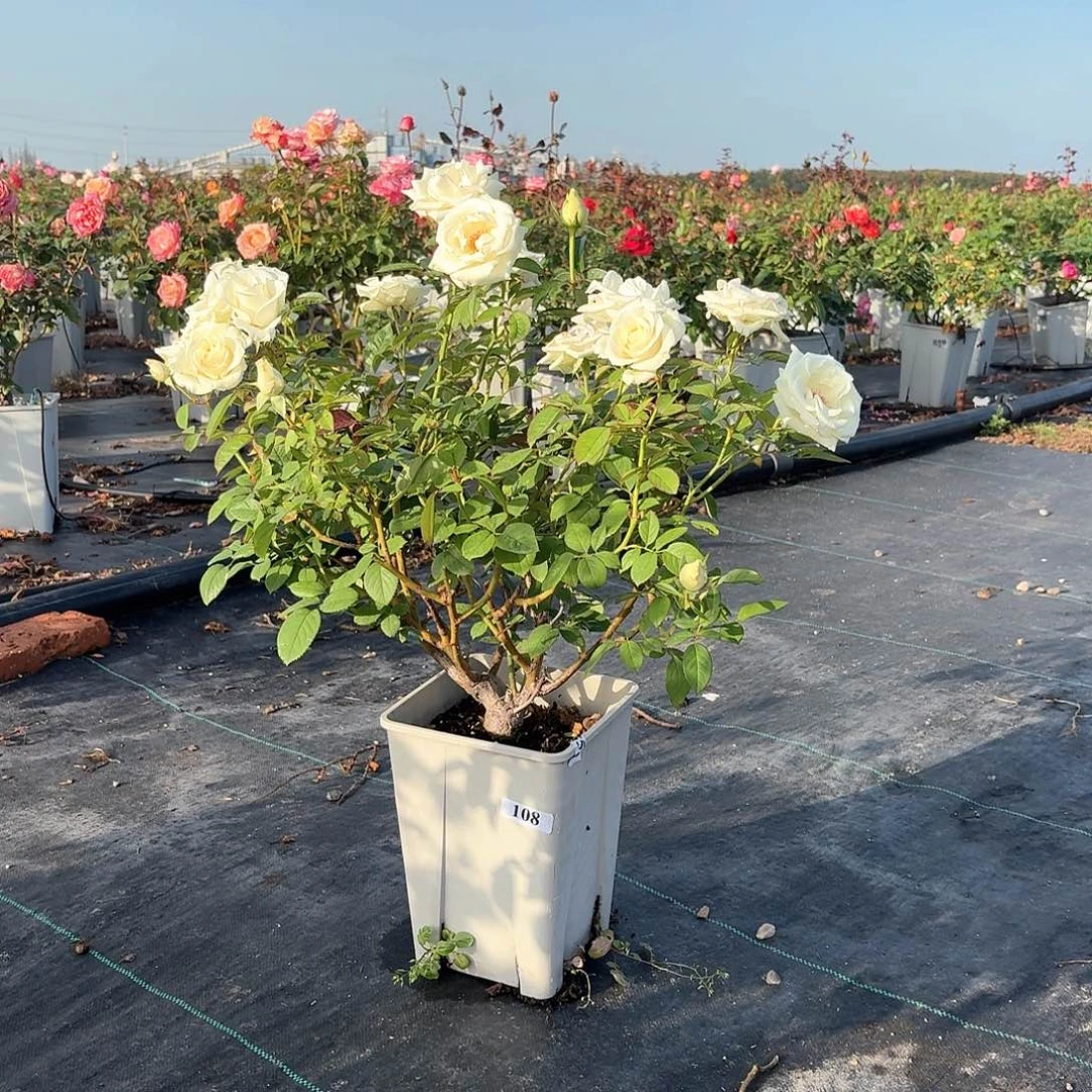 当前无花朵，栽培后可花朵108