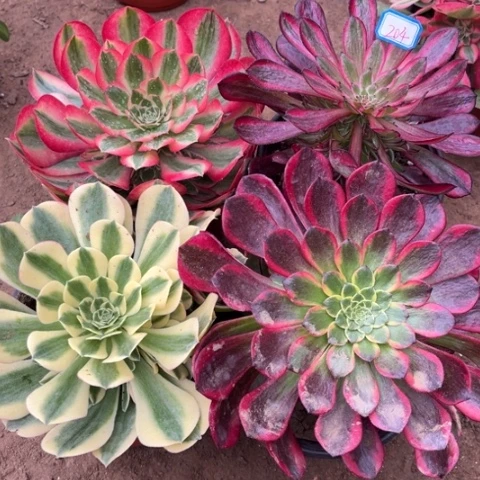 204多肉植物组合