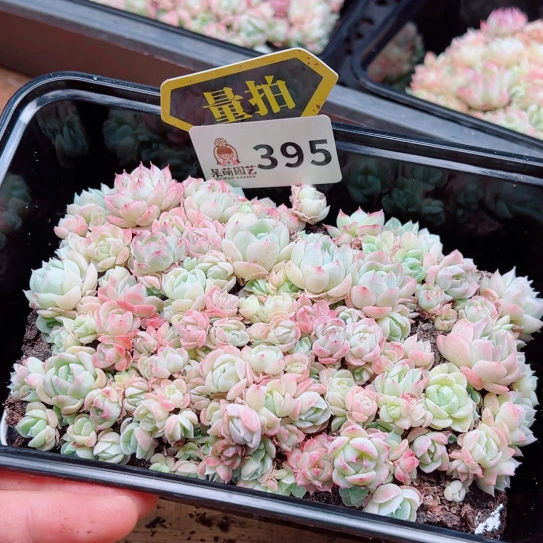 当前无花朵，栽培后可花朵