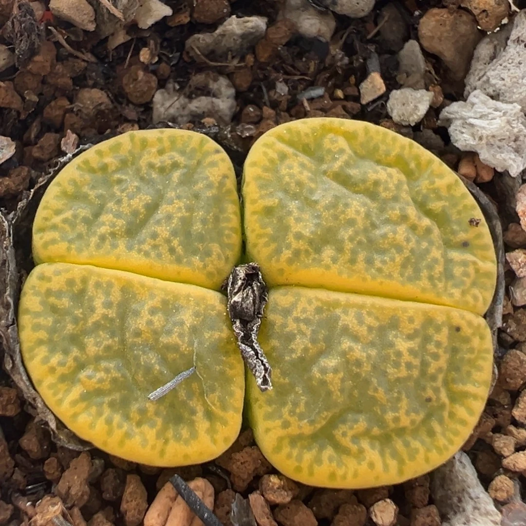 白花绿弁天多肉植物百科