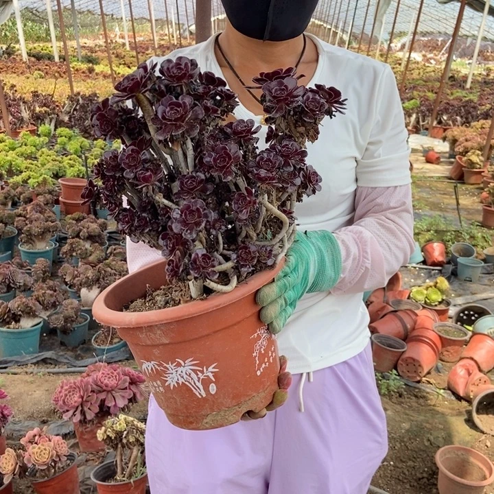 秦***姐465黑缀化老桩老桩老桩