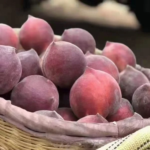 云南火焰水蜜桃新鲜现摘脆甜当季水果