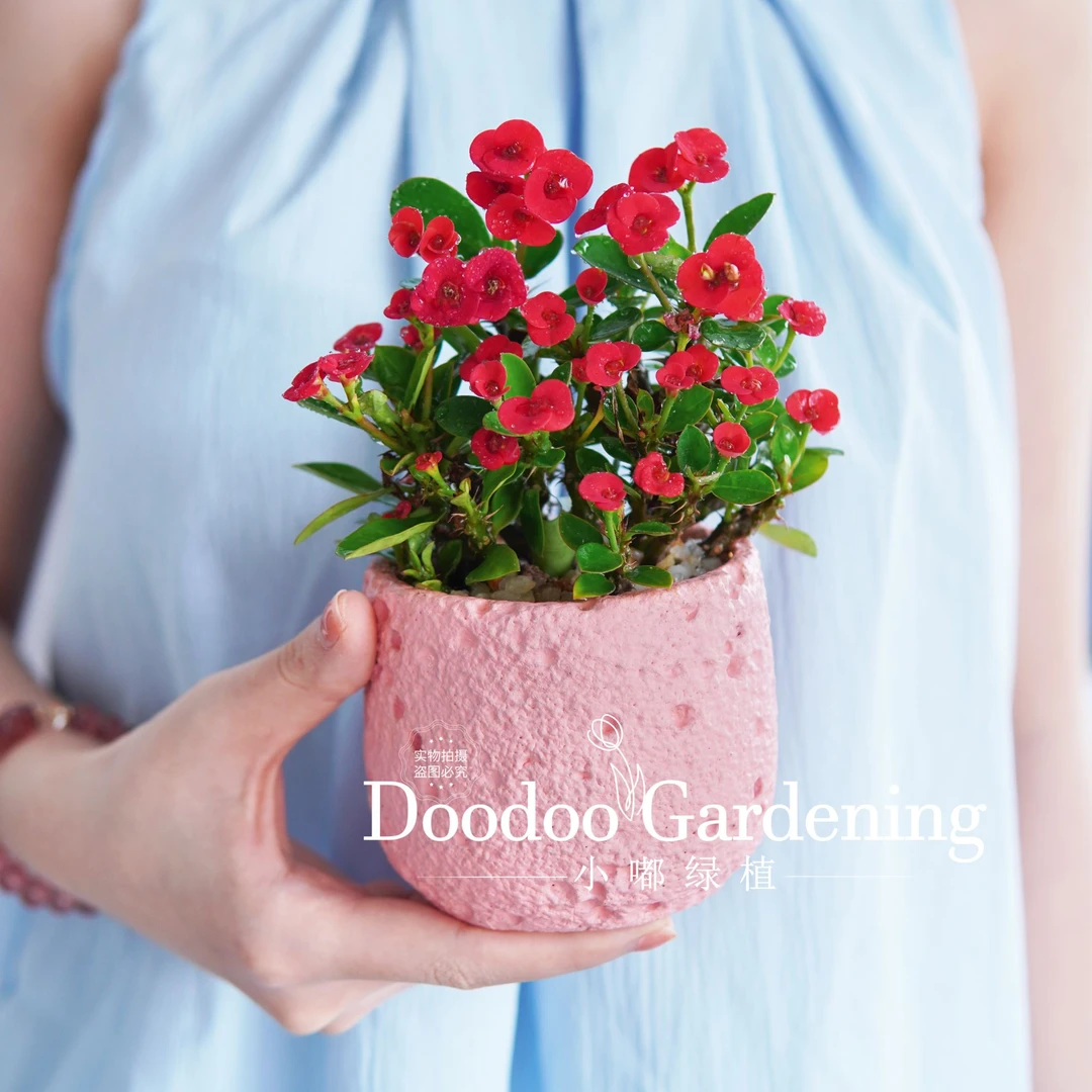 虎刺梅带花铁海棠四季花卉阳台窗边室外庭院花期超长喜阳