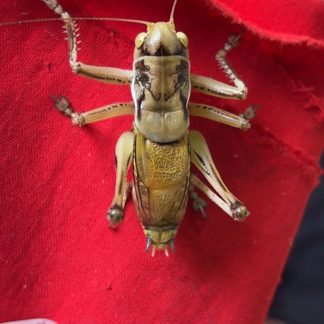 *****蝈蝈蝈蝈福福价格