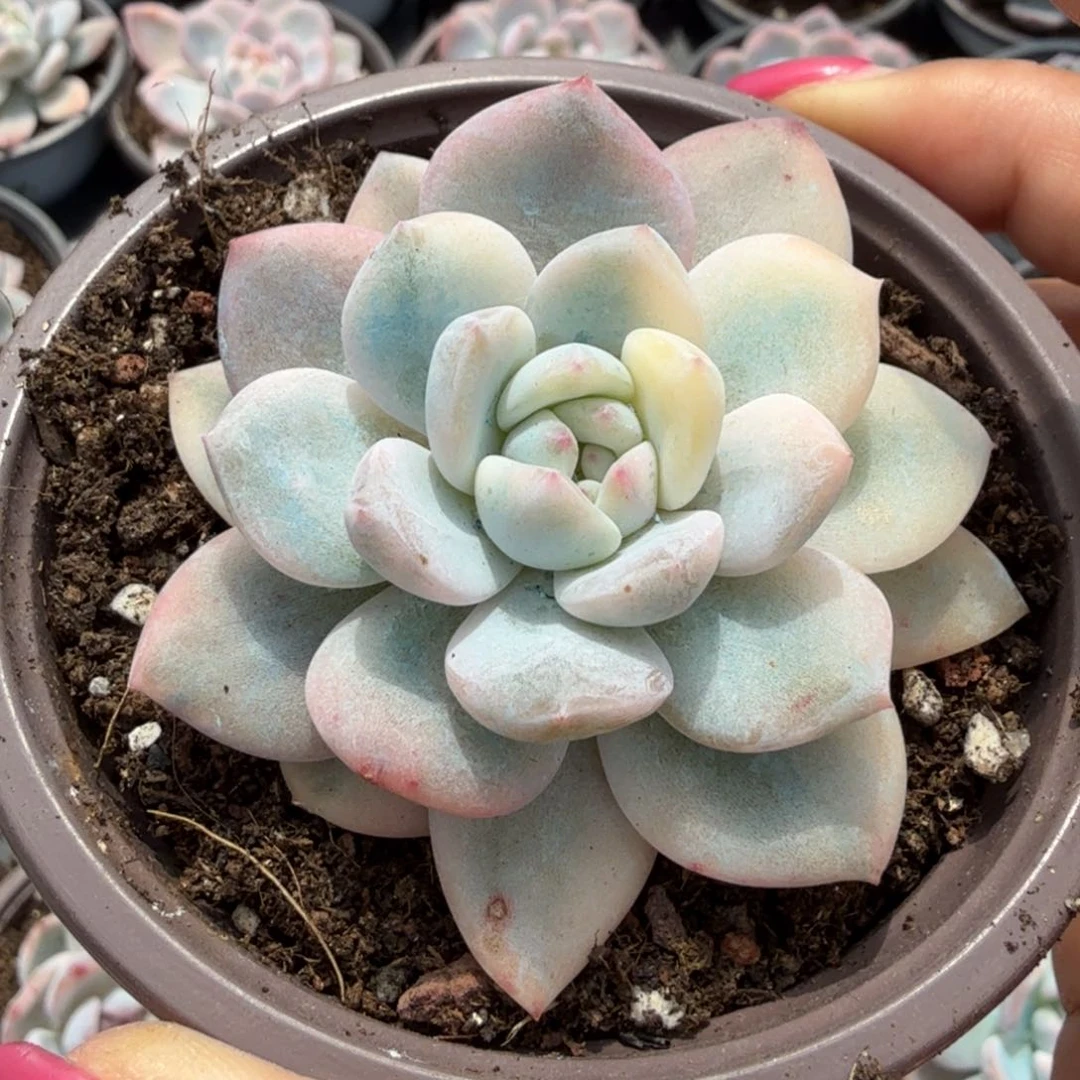 午间小腹轮锦大锦边橙梦露锦