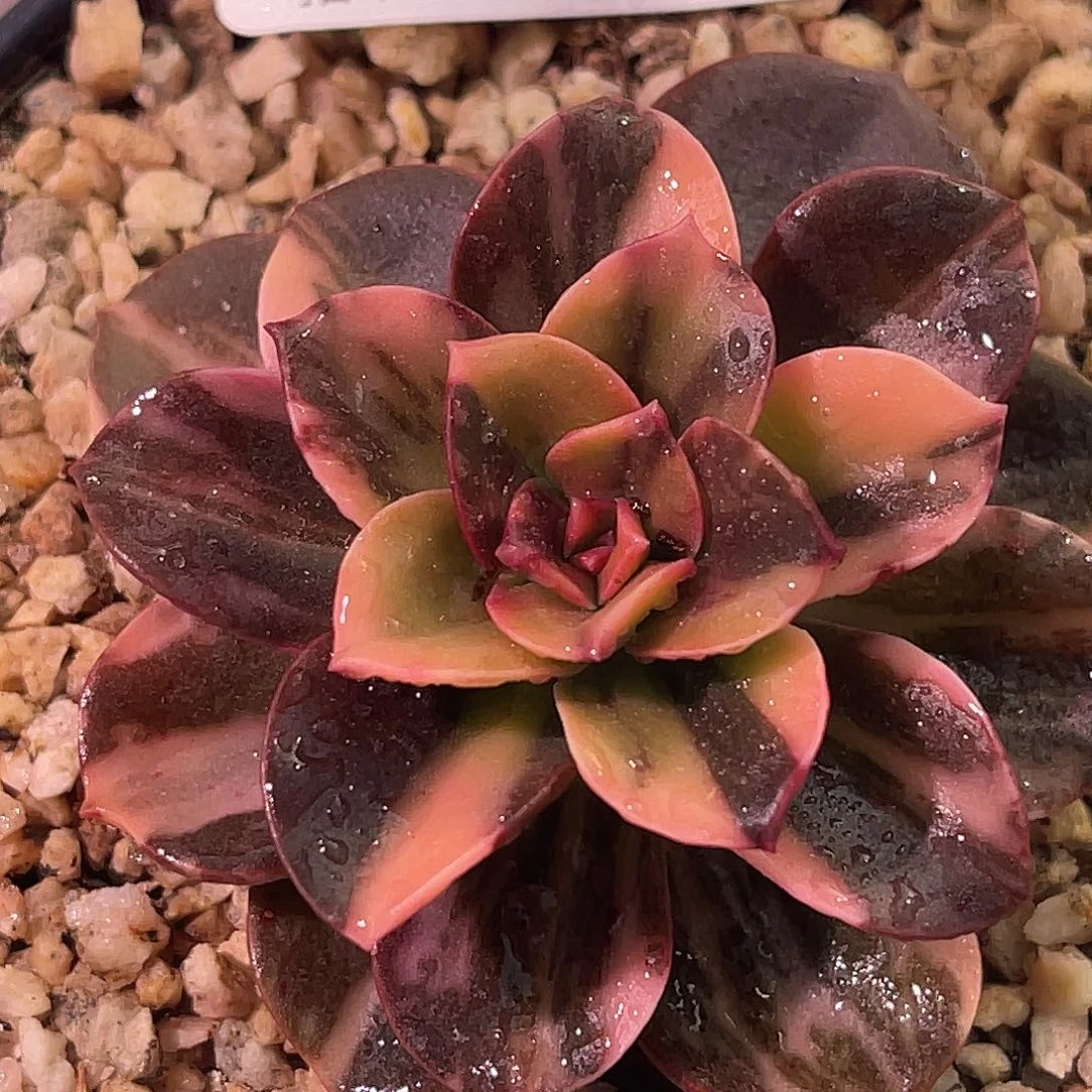 尚品园艺福利斤8012