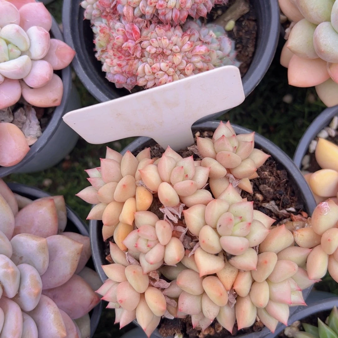 香玉的故事是一个人的故事