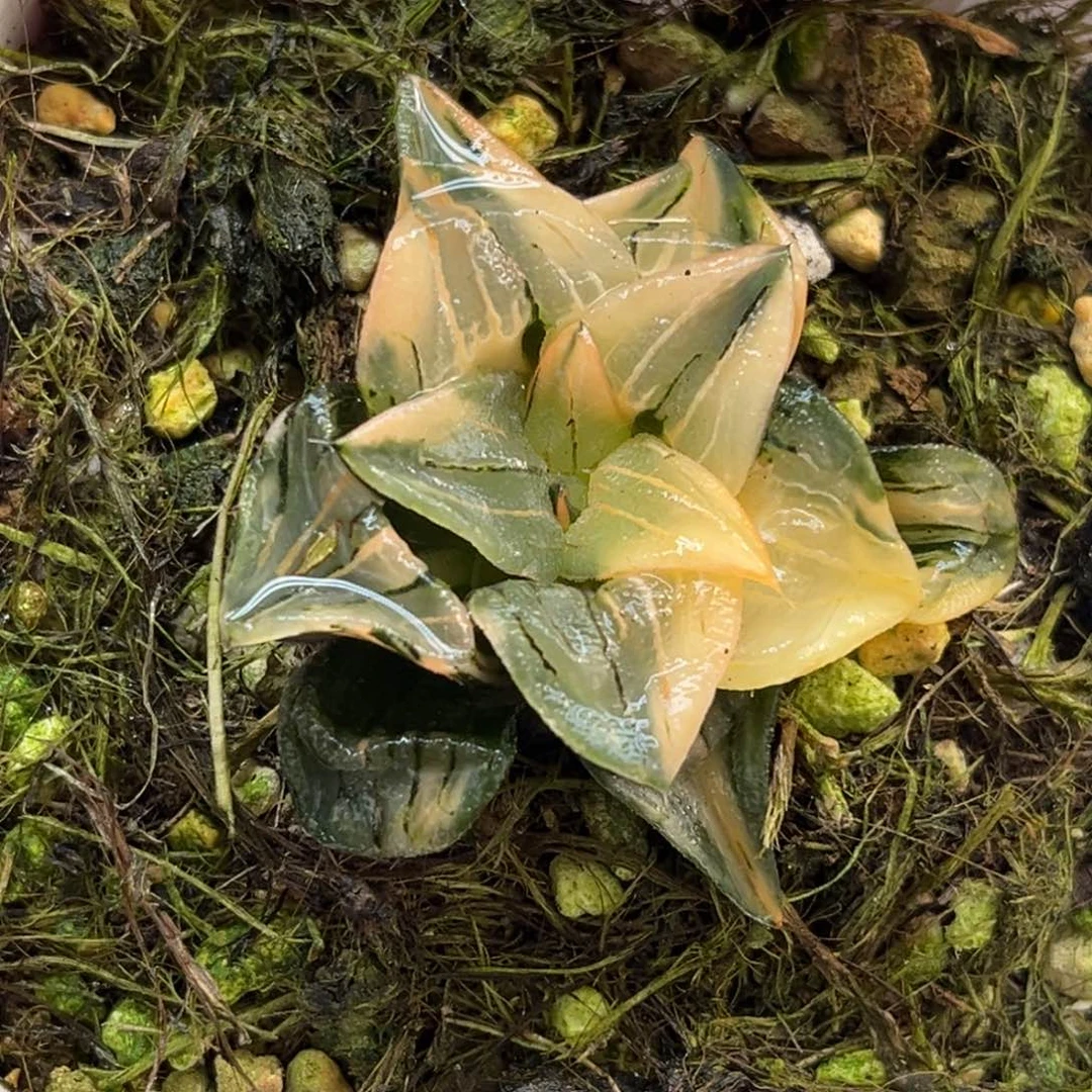 67红纹寿锦（根一般介意勿拍）福利专场