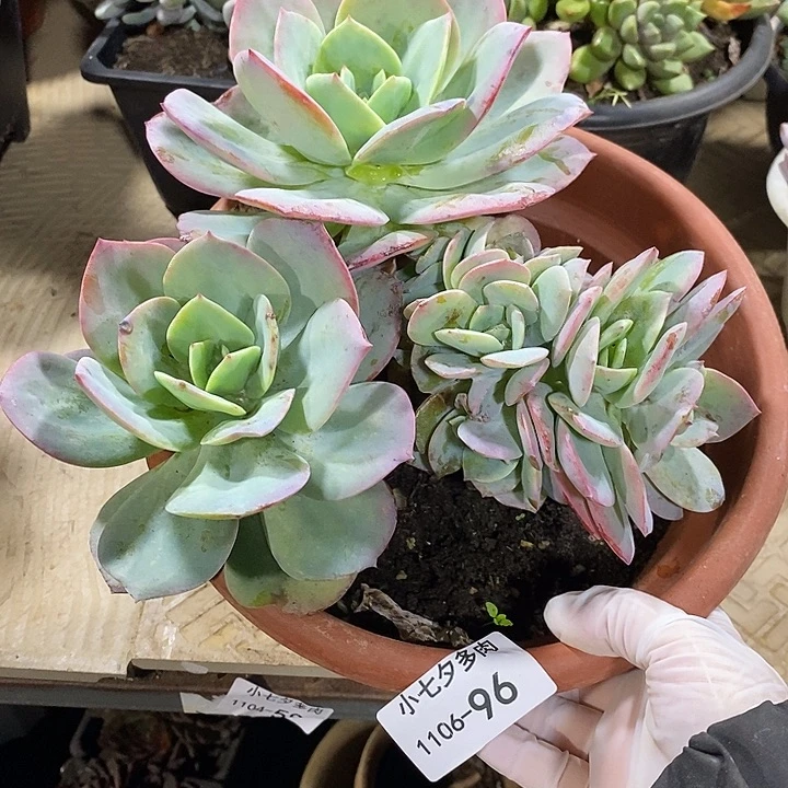 串***猫小七夕多肉血凤96