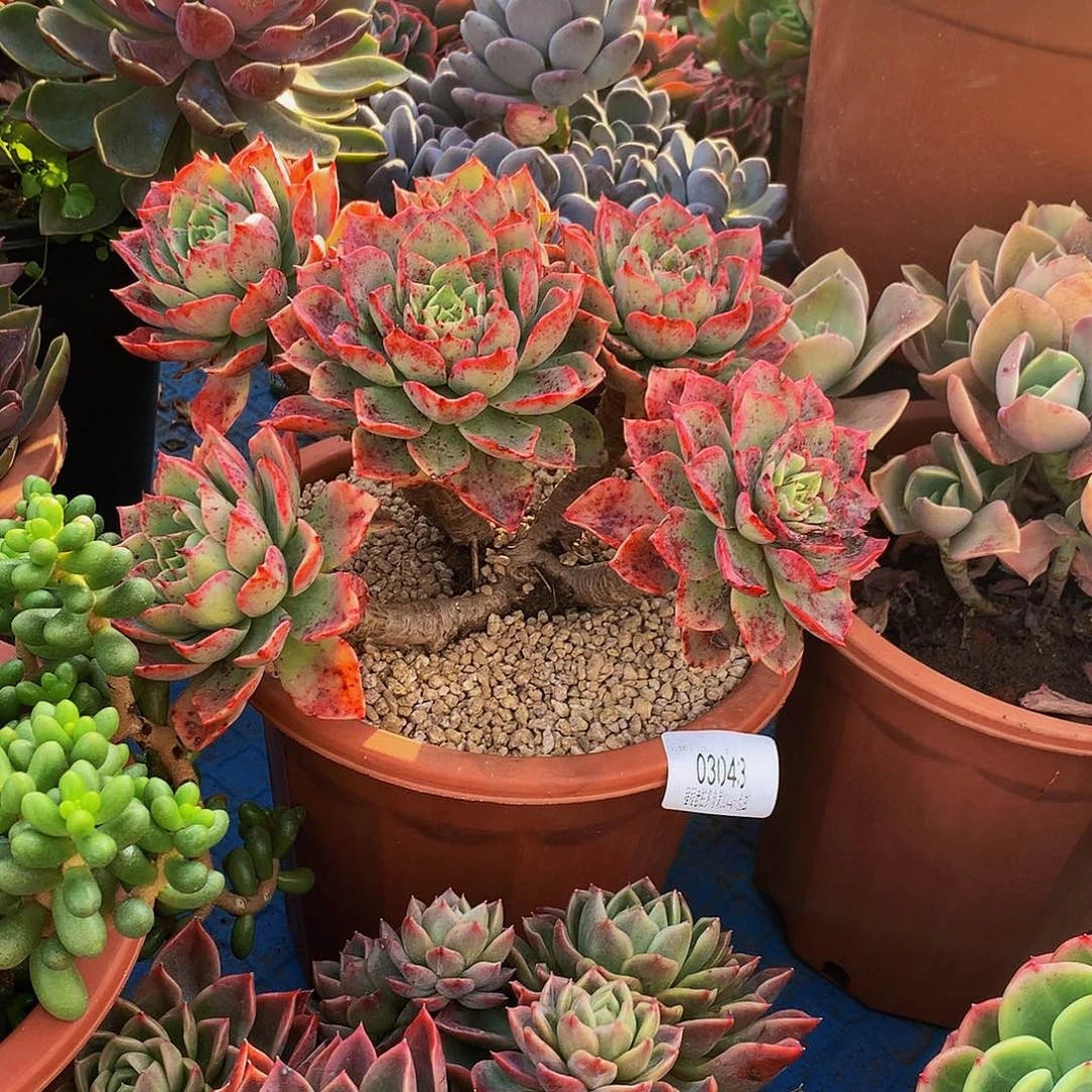 薇***)贝拉多娜03043吨肉多肉