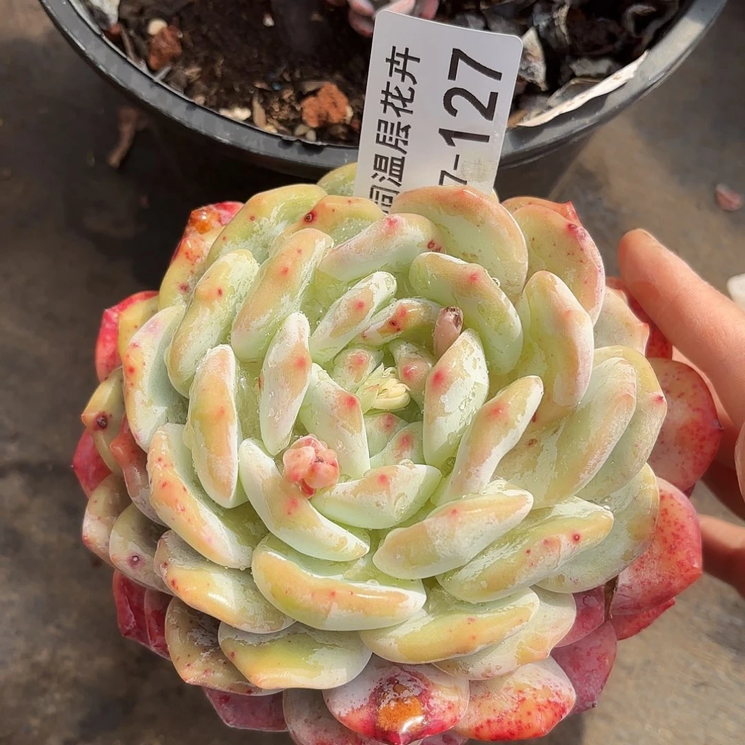 同温层多肉雪天使127