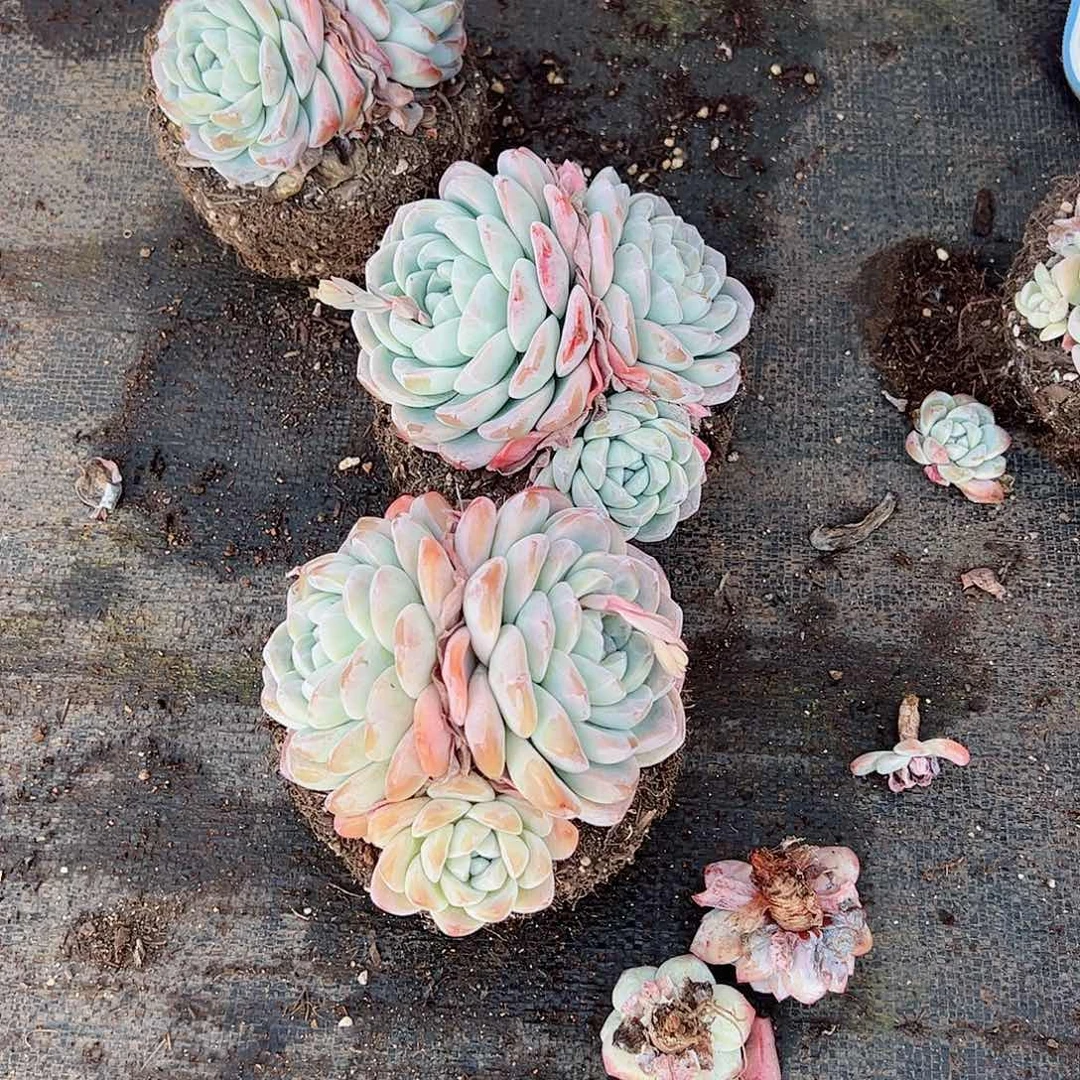 冰玉大盆三头起老桩