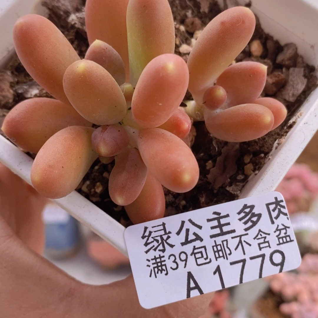 芒果奶6cm1779多肉植物