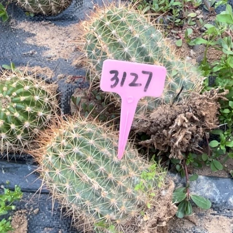 清清707有斑随机发介意勿拍3127