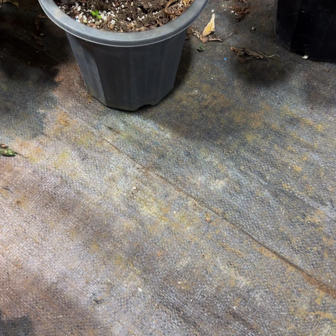 君***羊燕姿88888多肉法师老庄处理有斑点