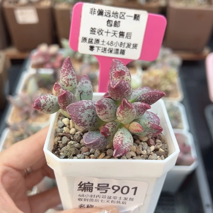 901艾薇多肉植物