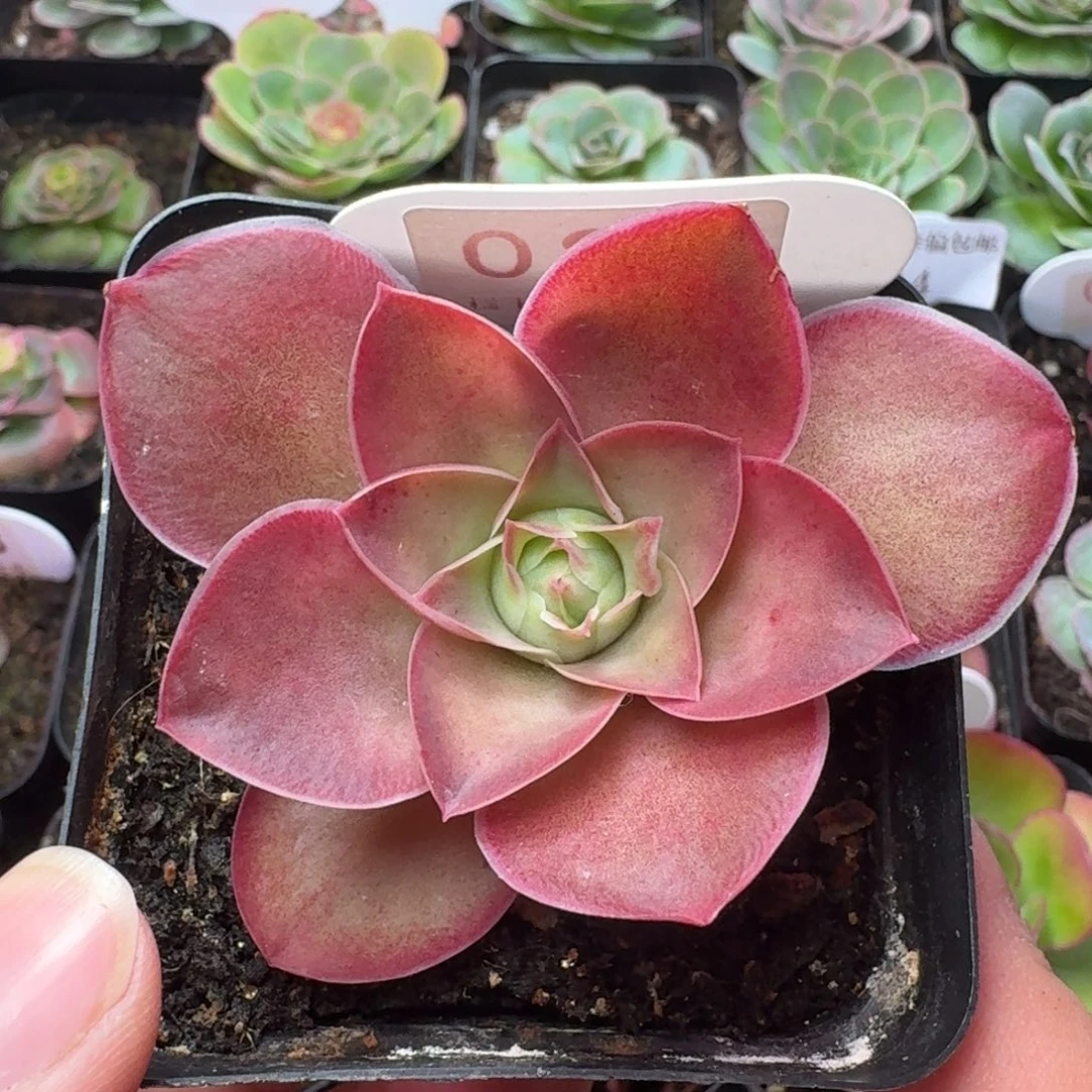 楹楹-26-冠幅 5cm