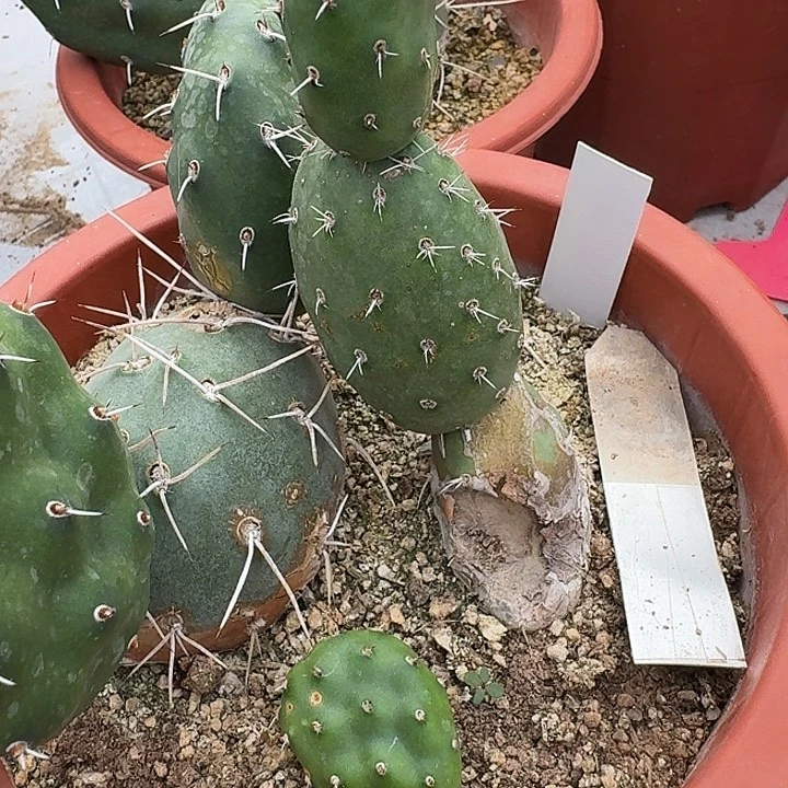 .***哒仙人掌3个发货啦啦啦