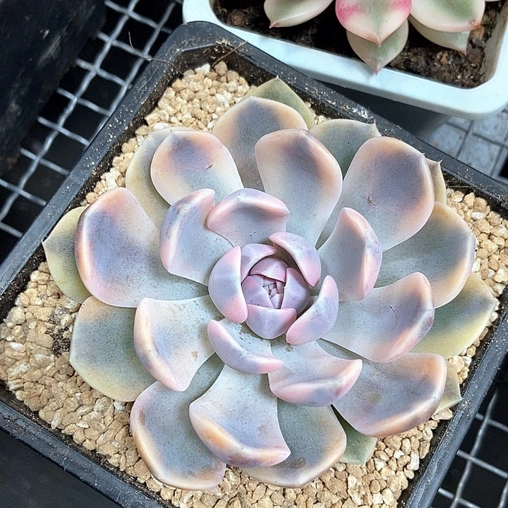 汉堡锦多肉植物的