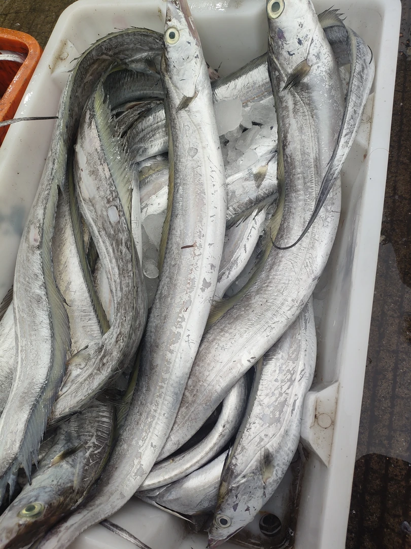 新鲜   小眼睛带鱼  冷链发货