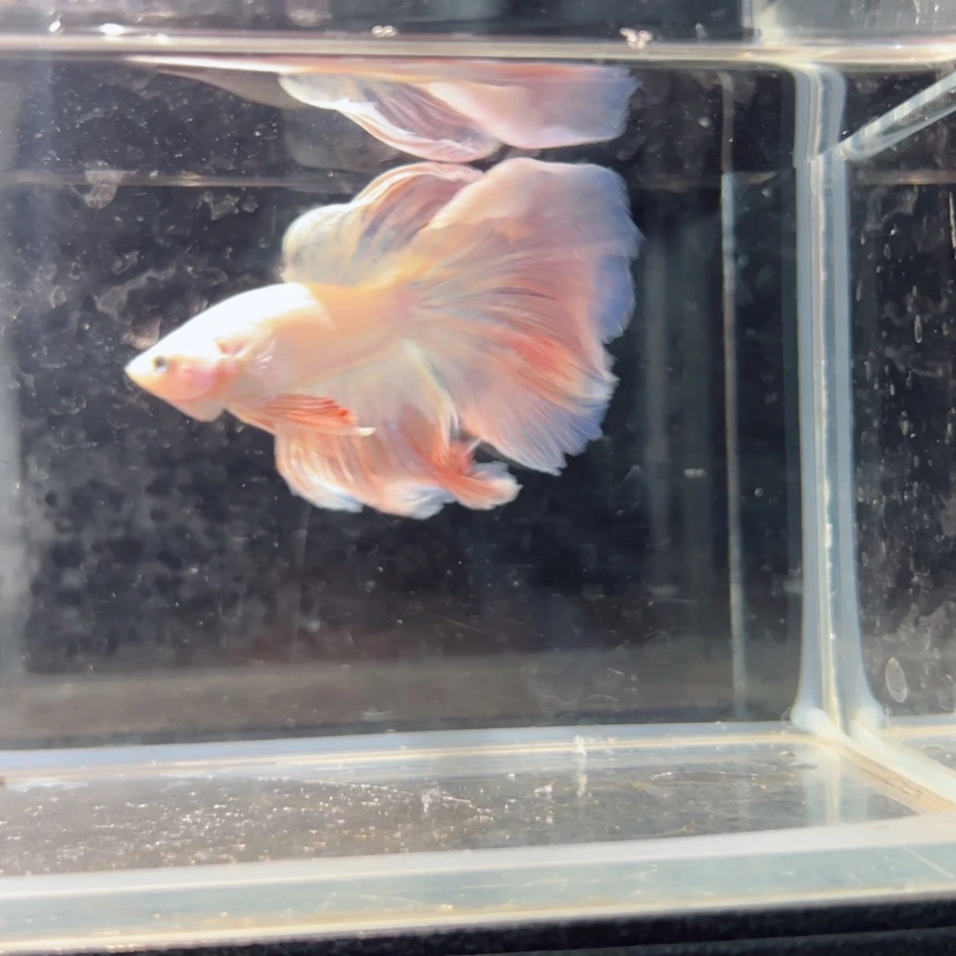 斗鱼浅色仙仙裙特殊尾