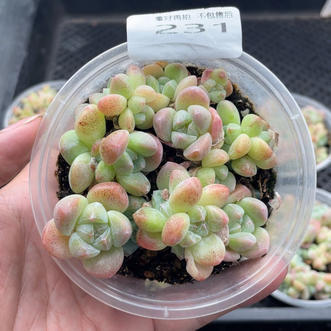 糕大上多肉植物231