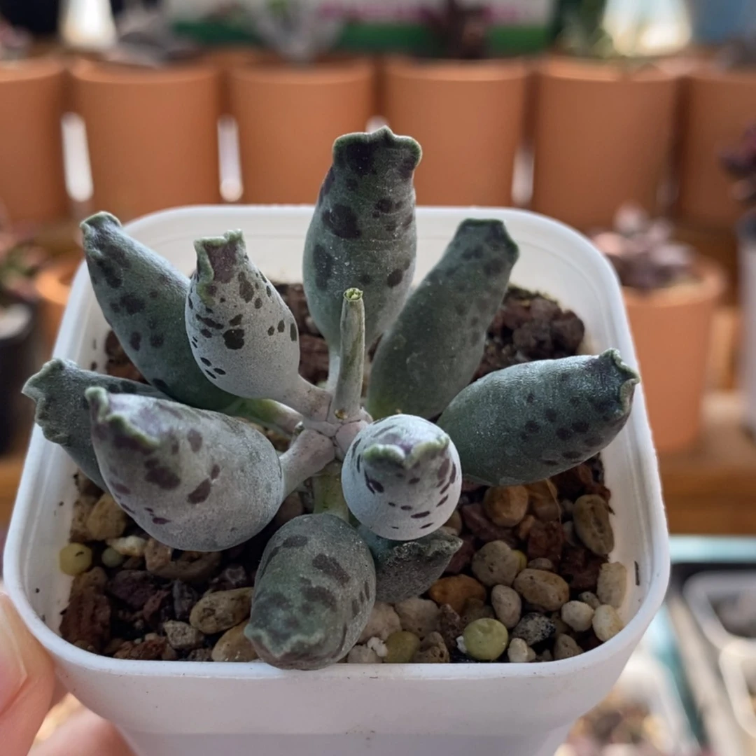 【闪购商品】无花朵海豹