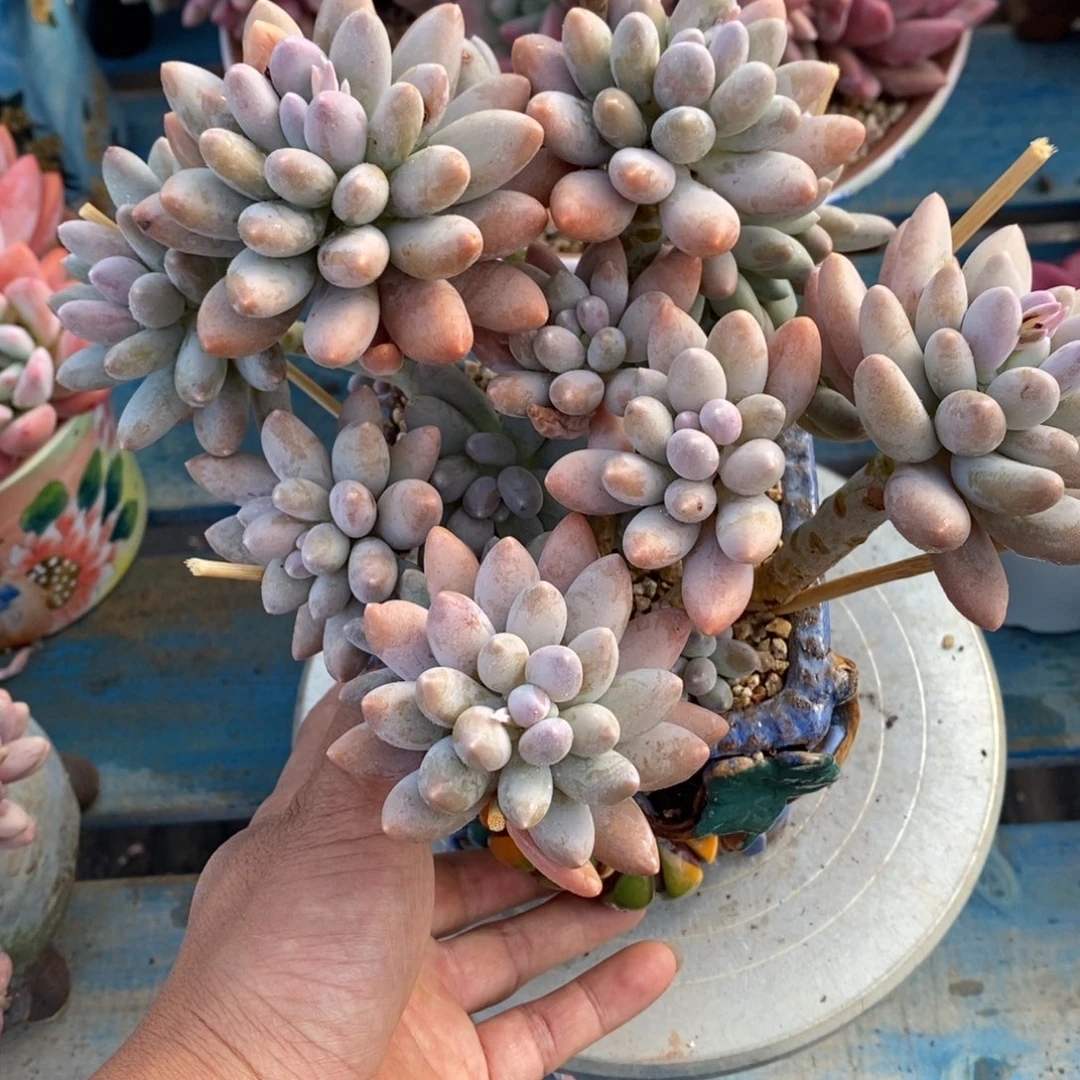 多肉植物一物一拍