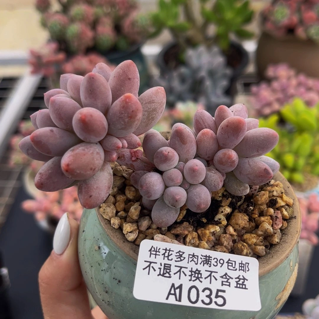 035-香水手指奶酪多肉6cm