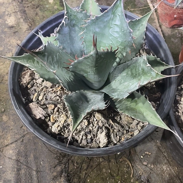 ****宾无花朵龙舌兰绿色植物