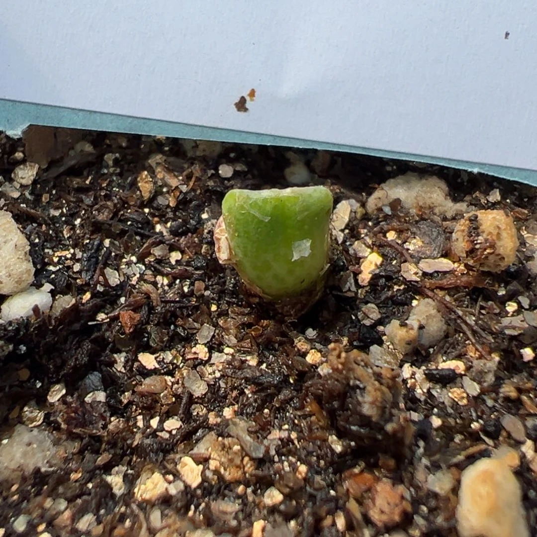 24-22量拍园艺714b鹿角斑马一颗