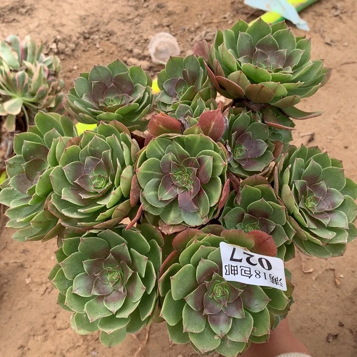 027抹茶朵朵2号棚