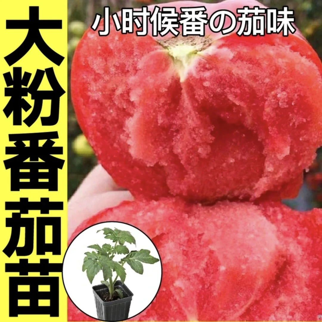 老品种沙瓤毛粉西红柿番茄沙瓤多汁可生吃炒菜四季盆栽地栽带土球