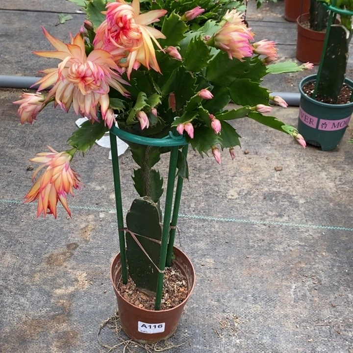 当前无花栽培后可以开花116嫁接083