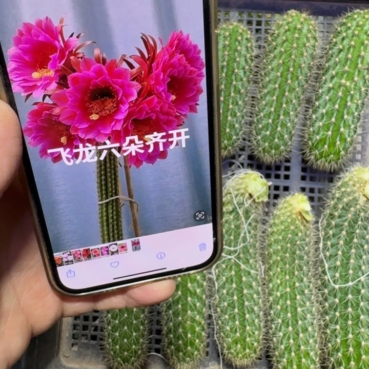 226毛花柱飞龙歪无根侧牙8公分左右，20包邮