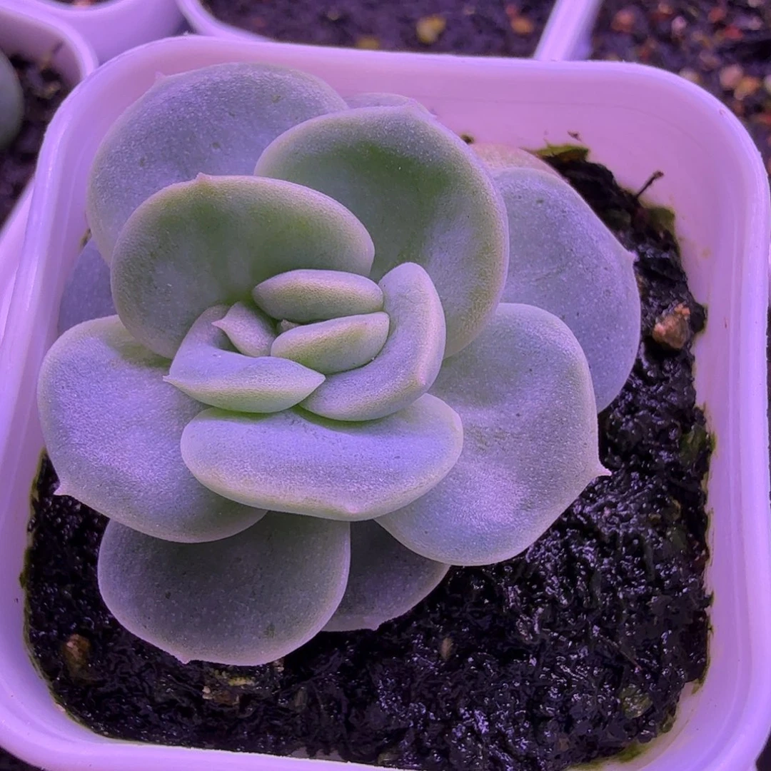 255甜心单头一物一拍