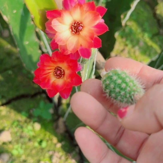 106白檀370歪无根侧芽2一3公分左右