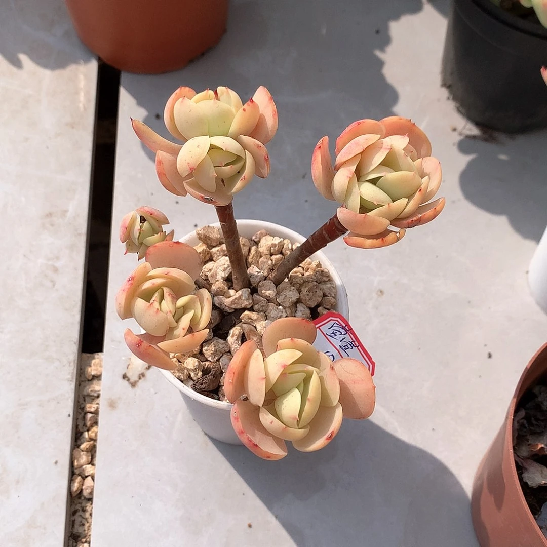 鸡蛋碧桃多肉植物