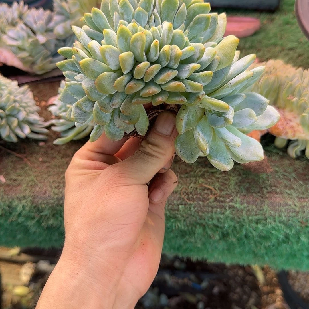 星影树缀无砍多肉