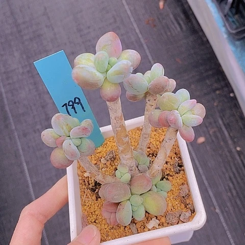 799多肉植物老桩