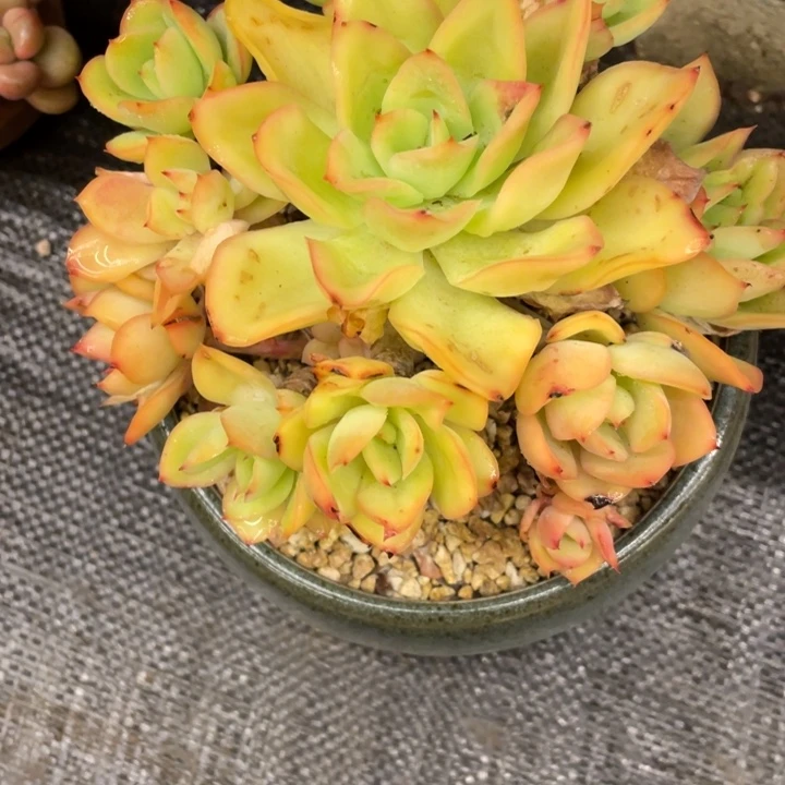 无****9弥鹿之森一物一图