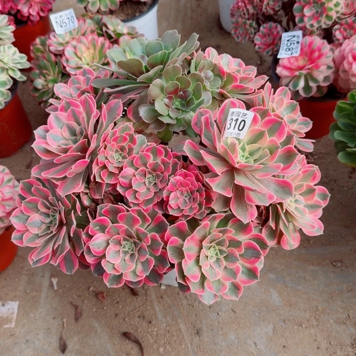 310粉女妖官服35左右2