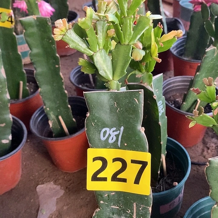 无花朵梦**吗081/227号