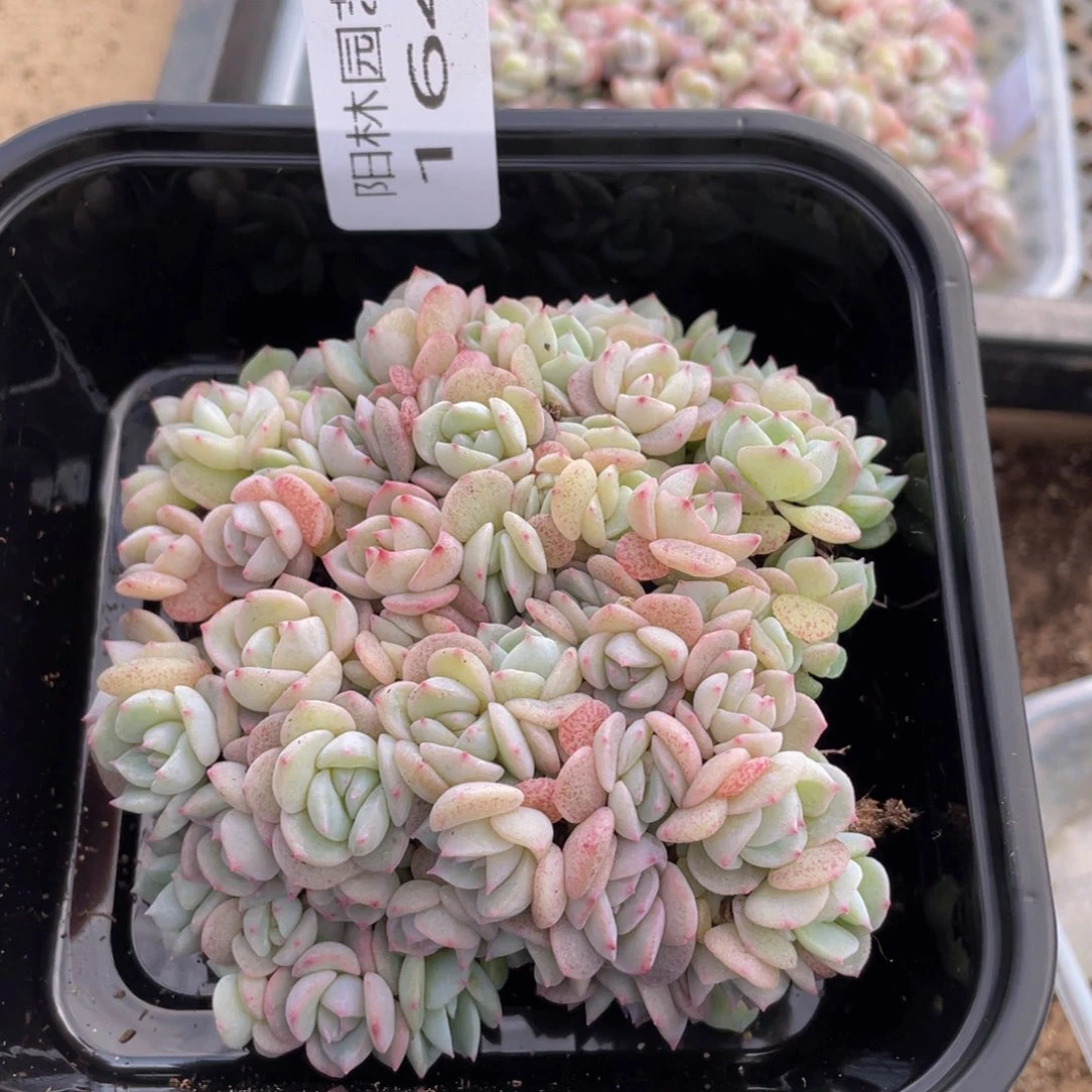 多肉植物多肉植物164